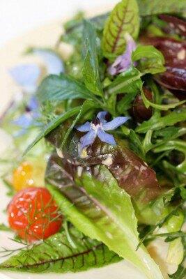 Salat I: Er grünt so grün in Beet und Küchengarten